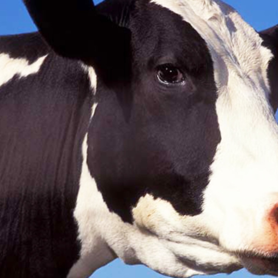 New York City's Last Dairy Plant to Shutter