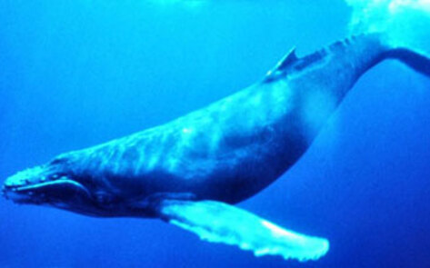 Sea Shepherd on <i>Today</i>