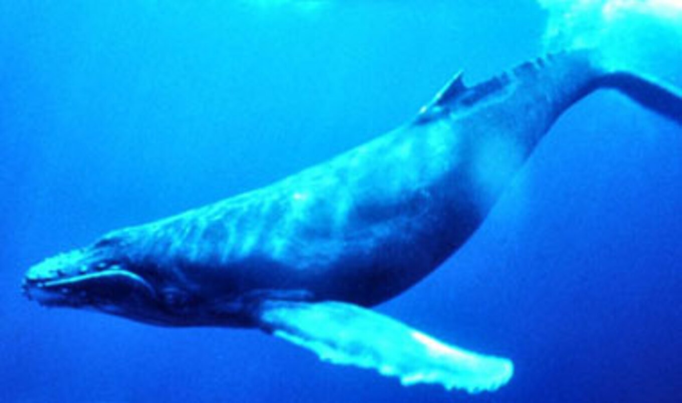 Sea Shepherd on <i>Today</i>