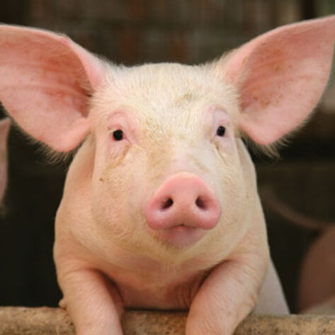 Factory-Farm Phase-Out?