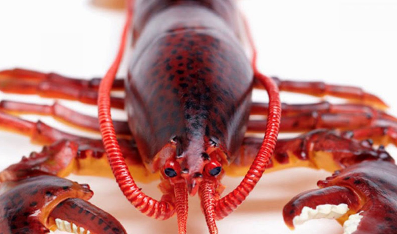 Cattle Network Publication Mocks Vegan Lobster | VegNews Cattle Network Publication Mocks Vegan Lobster | VegNews