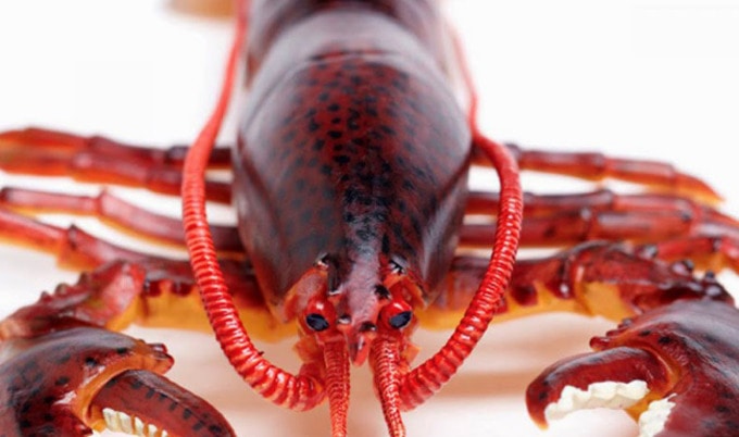 VegNewsPlasticLobster