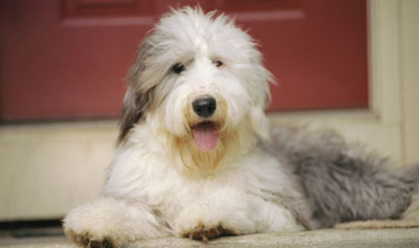 Veg Animals Healthier