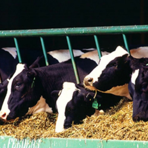 USDA Seeks Solution to Animal Antibiotic Use
