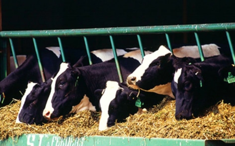 USDA Seeks Solution to Animal Antibiotic Use