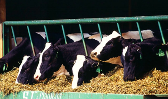 dairycowsVND