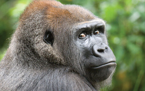 Primates Get Protection