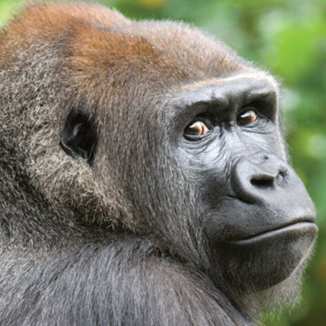 Primates Get Protection