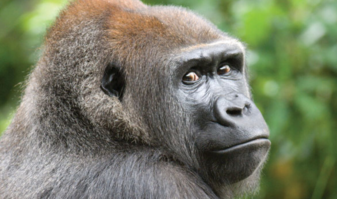 Primates Get Protection