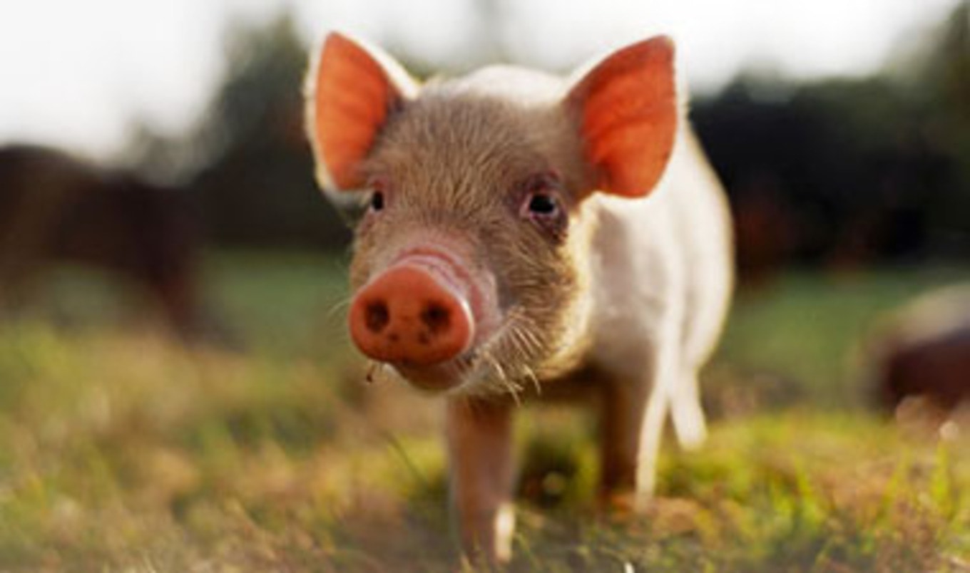 Contaminated Pork in Ireland