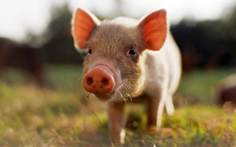 Contaminated Pork in Ireland