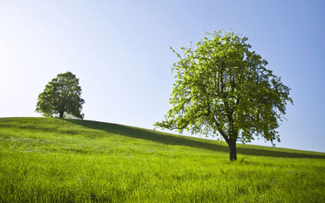 Greenwashing or Green?