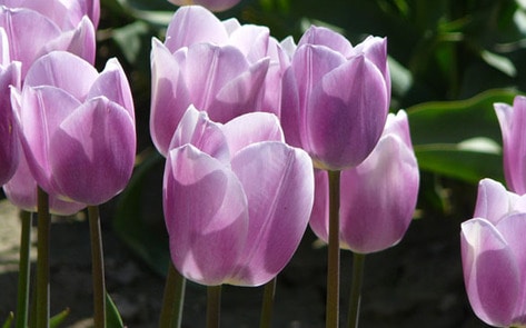 Eco-friendly Flowers