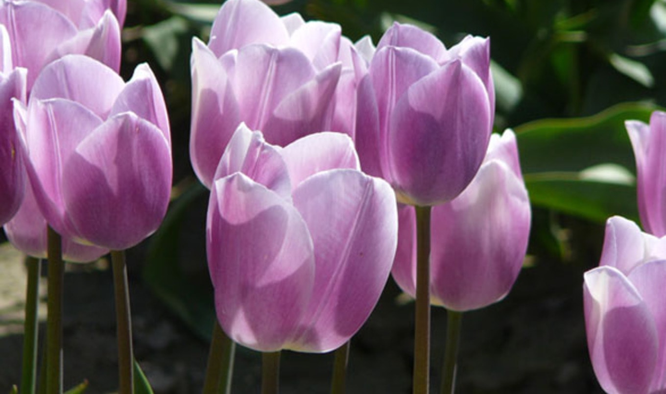 Eco-friendly Flowers