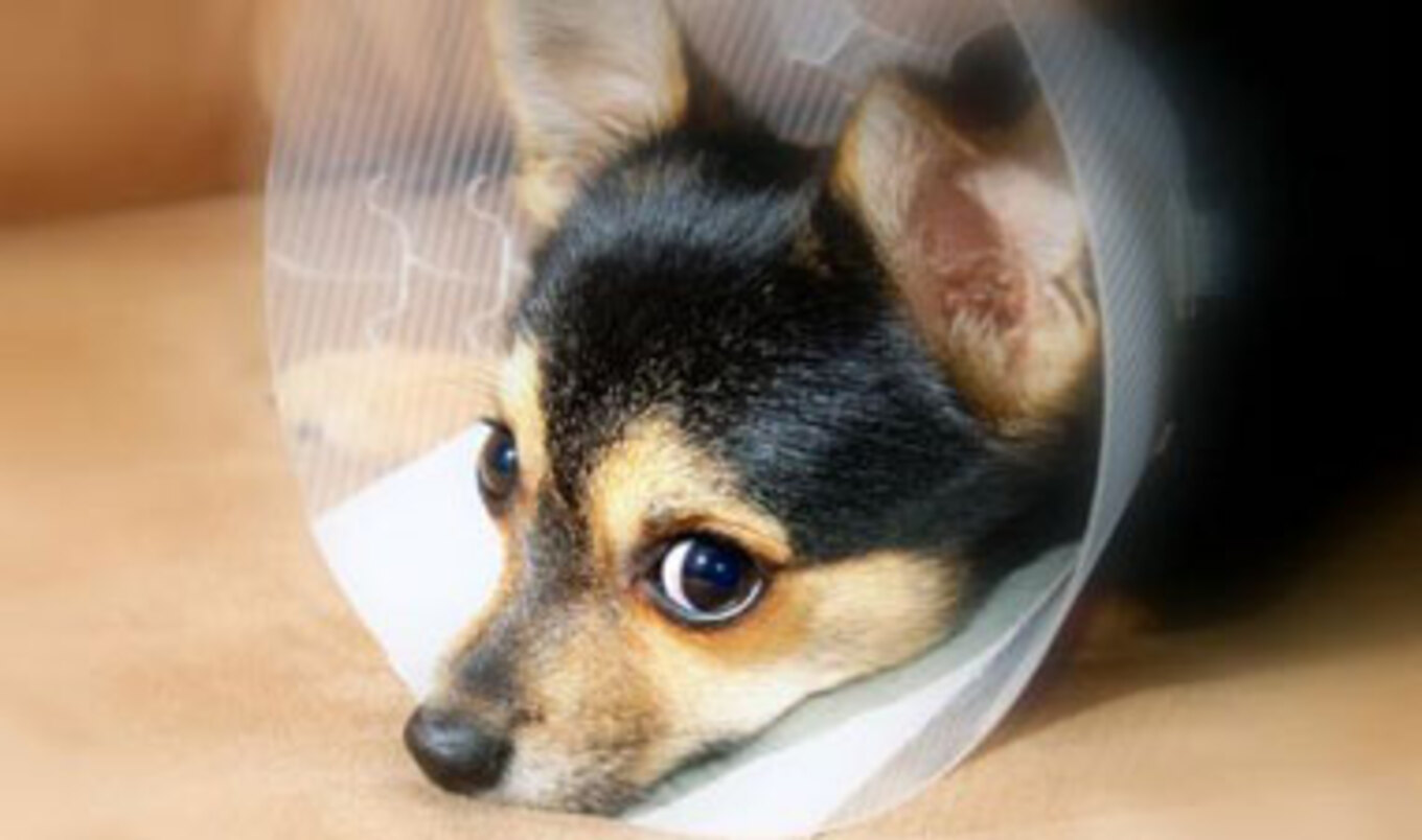 Canada Animal Abusers