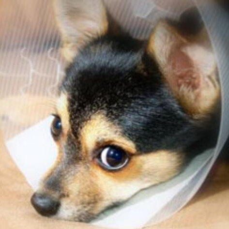 Canada Animal Abusers