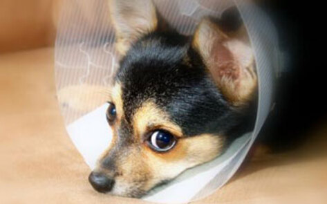 Veterinary Word Choice