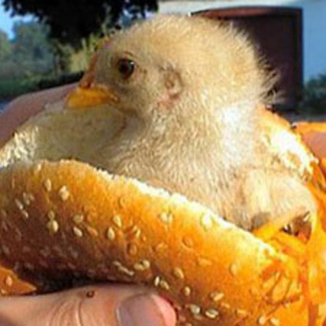 Cancer-causing Chicken