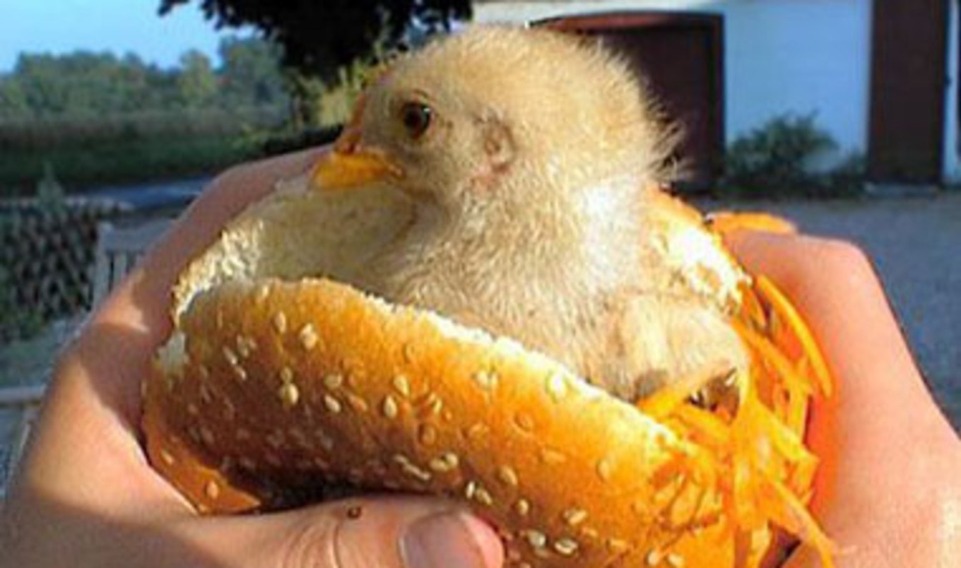 Cancer-causing Chicken