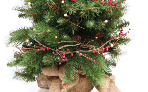 Picking the Right Christmas Tree