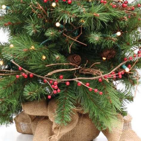 Picking the Right Christmas Tree