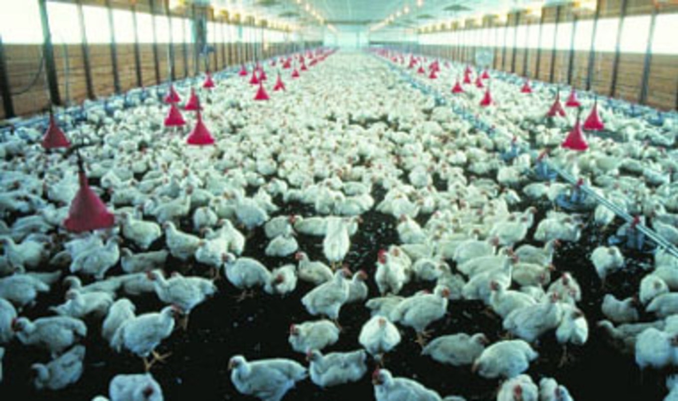 Factory Farms' Toxic Emissions