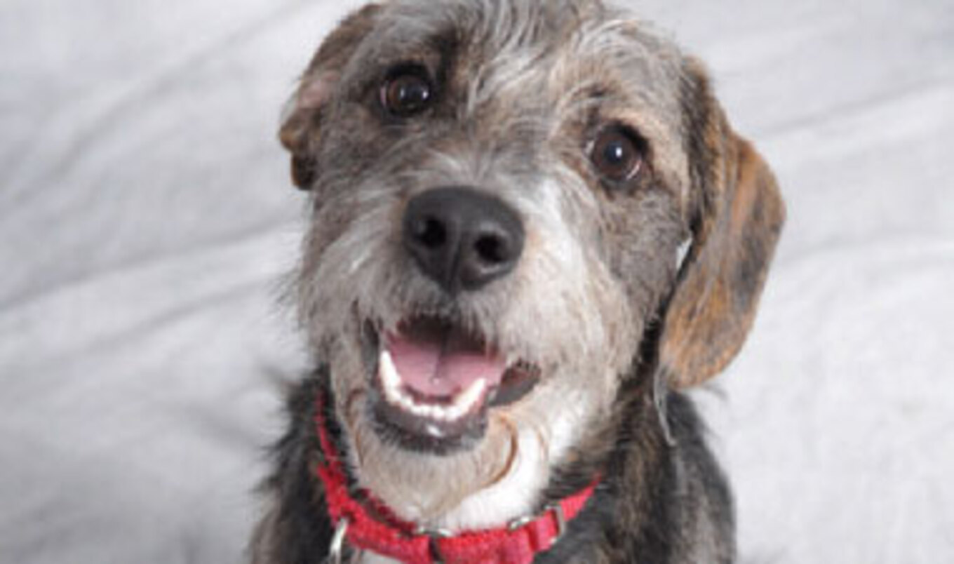 Obama Considers Dog Adoption