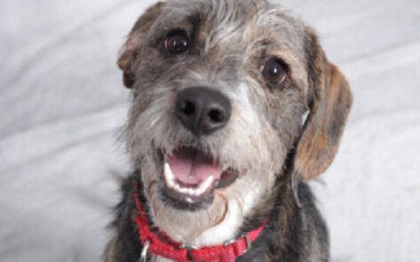 Obama Considers Dog Adoption