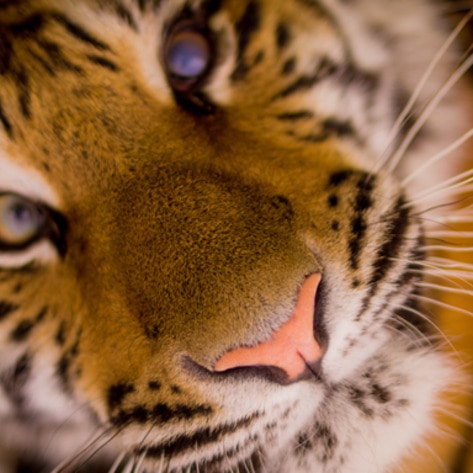 The Netherlands Bans Use of Wild Animals in Circuses