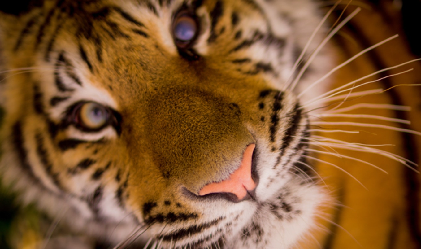 The Netherlands Bans Use of Wild Animals in Circuses