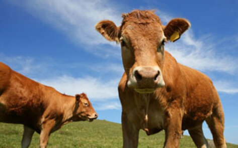 Methane Made into Electricity