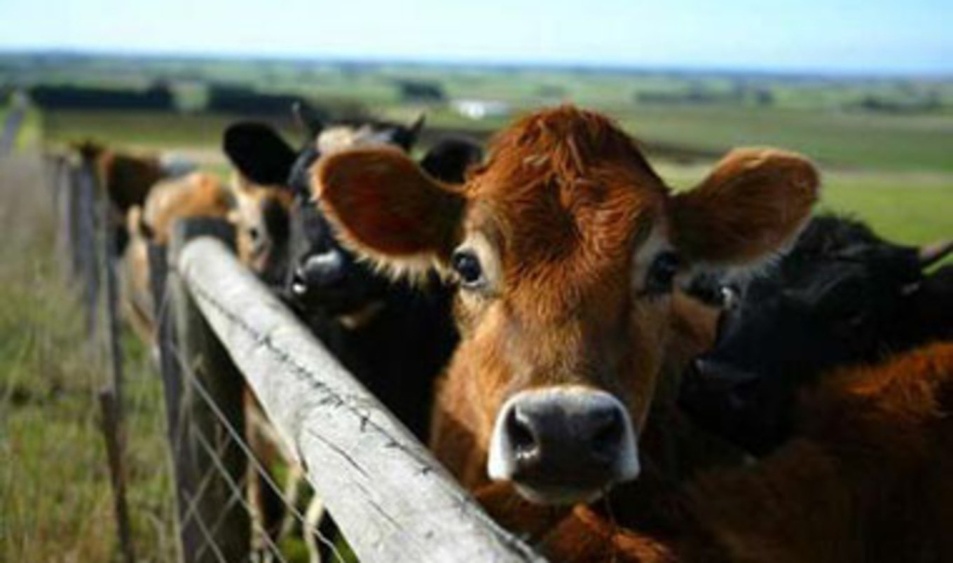 Animal Ag Fears Nonprofits