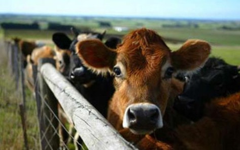 Animal Ag Fears Nonprofits
