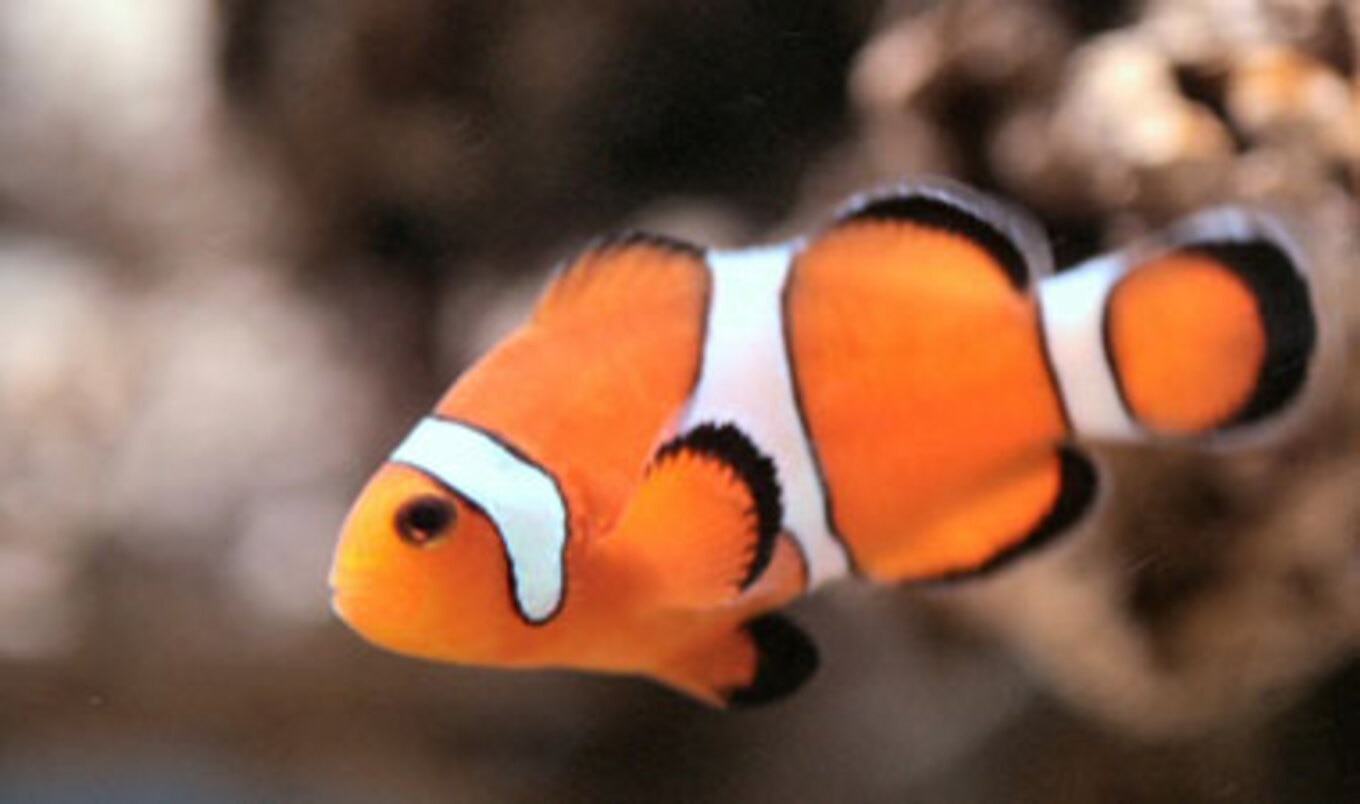 Sonar Hurts Sea Life