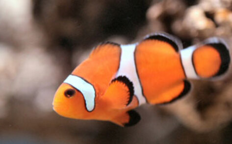 Sonar Hurts Sea Life