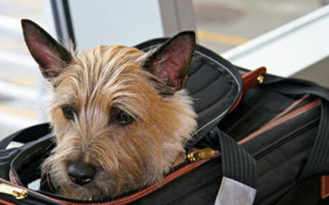 Jazz City Animal Film