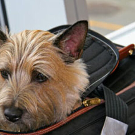 Airline Bans Lab Animals