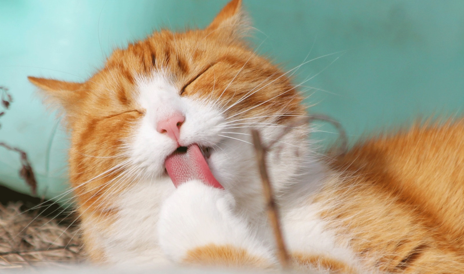 New York Is About to Become the First State to Ban Cat Declawing