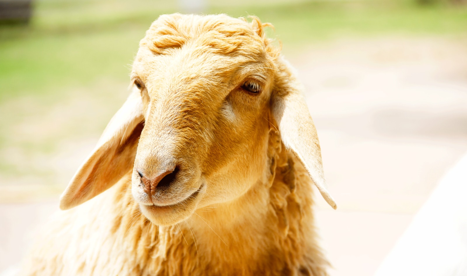 Animals Were Just Given Legal Personhood by Indian High Court