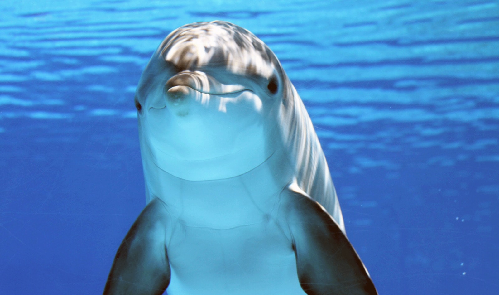 Teen Activist Spends 12 Hours in Bathtub to Protest SeaWorld’s Confinement of Marine Animals