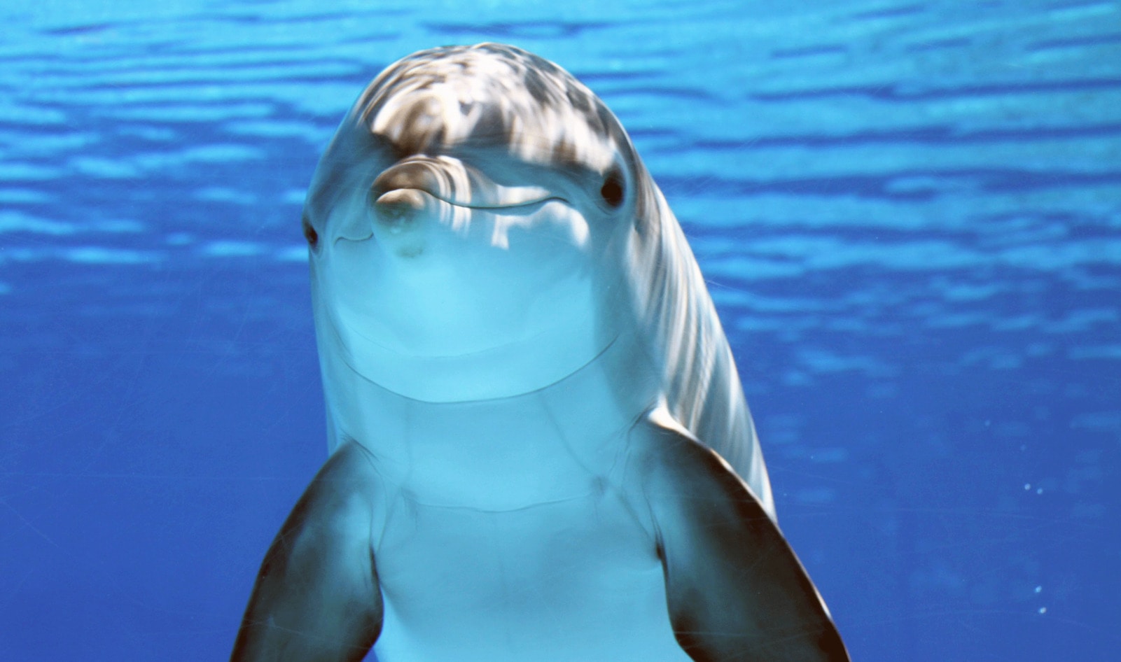 Canada Bans Whale and Dolphin Captivity