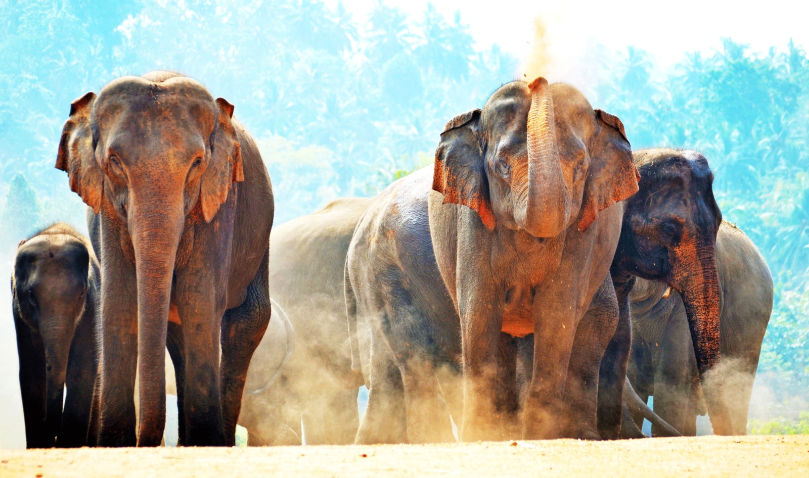 Elephant Riding to Be Banned at Cambodia’s Largest Tourist Attraction, Angkor Wat 