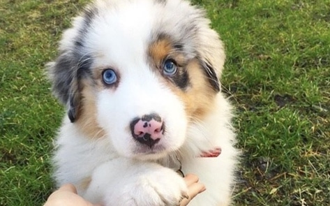 10 Vegan Products to Please You and Your Pooch 