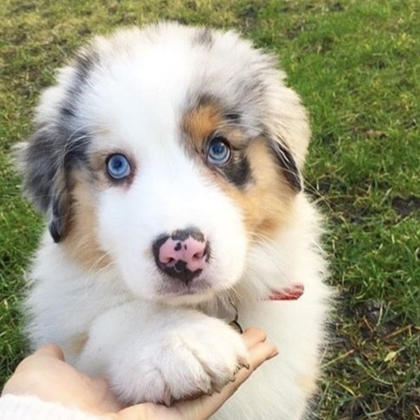 10 Vegan Products to Please You and Your Pooch 