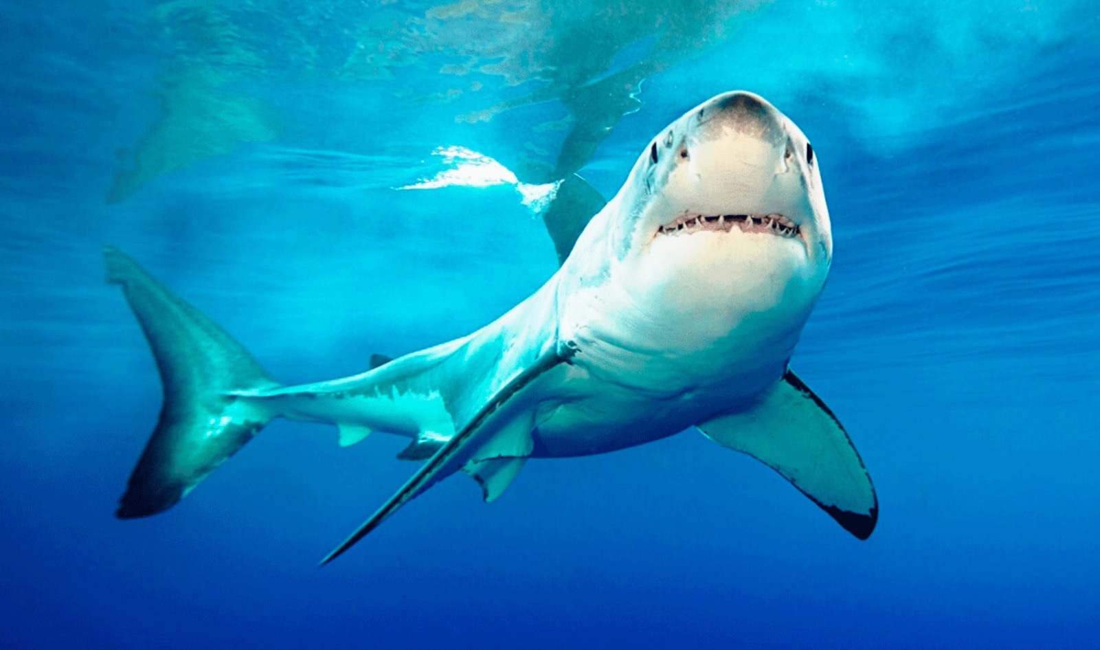Canada Bans Cruel Shark-Fin Trade