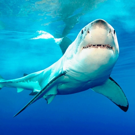Great White Sharks May Be Classified as Endangered