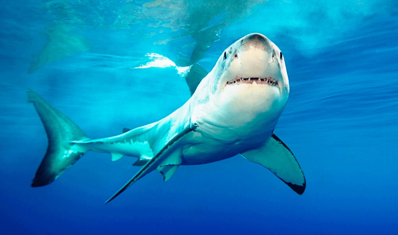 Great White Sharks May Be Classified as Endangered | VegNews