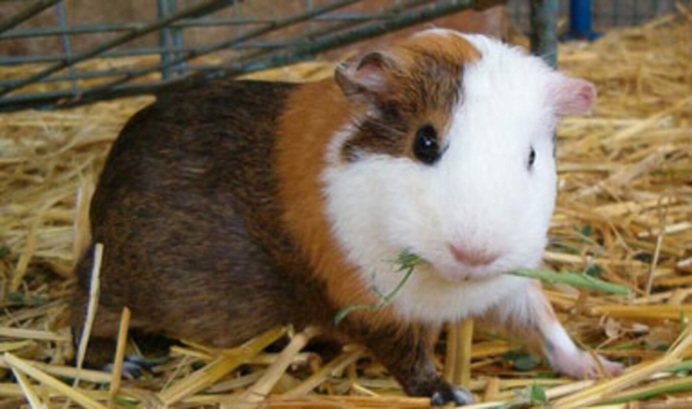 Science Ends Animal Testing