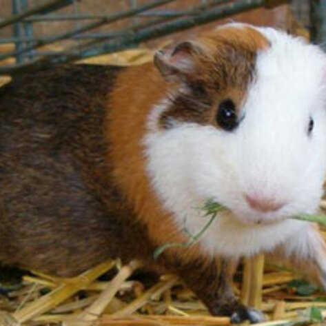 Science Ends Animal Testing