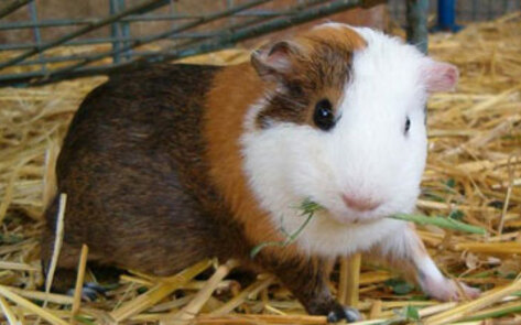 Science Ends Animal Testing